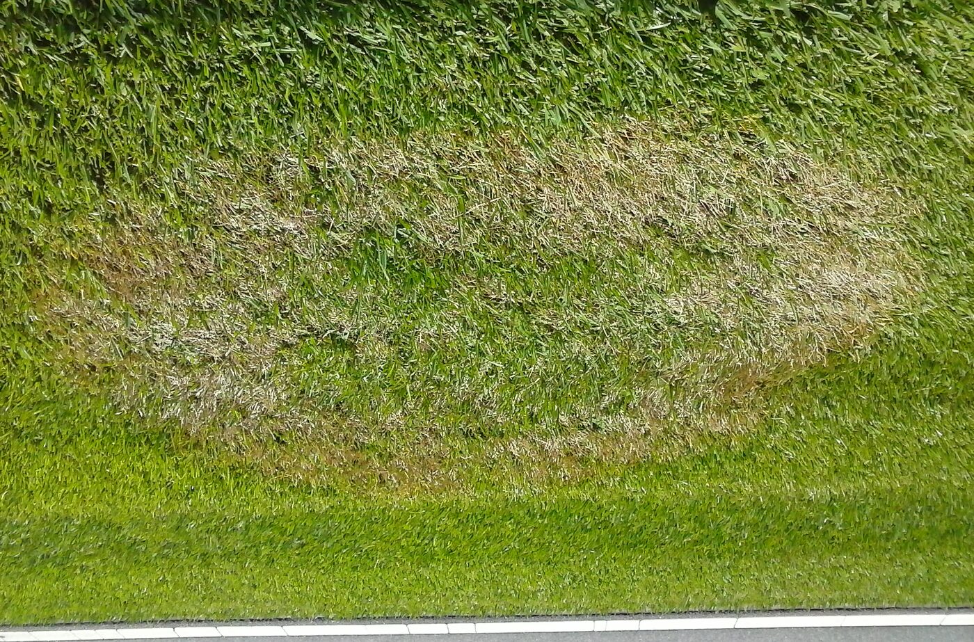 Brown patch symptoms in turfgrass