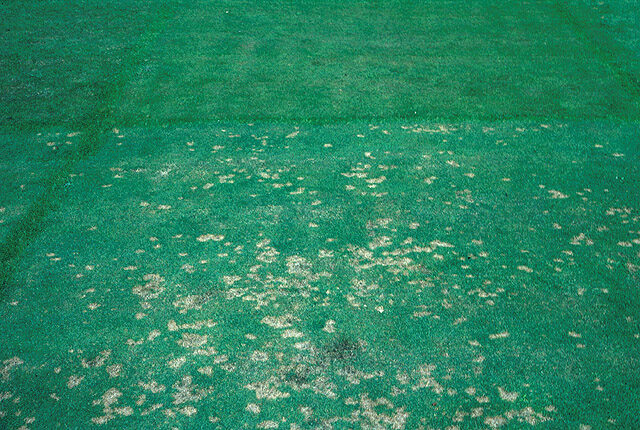 Dollar spot symptoms on creeping bentgrass