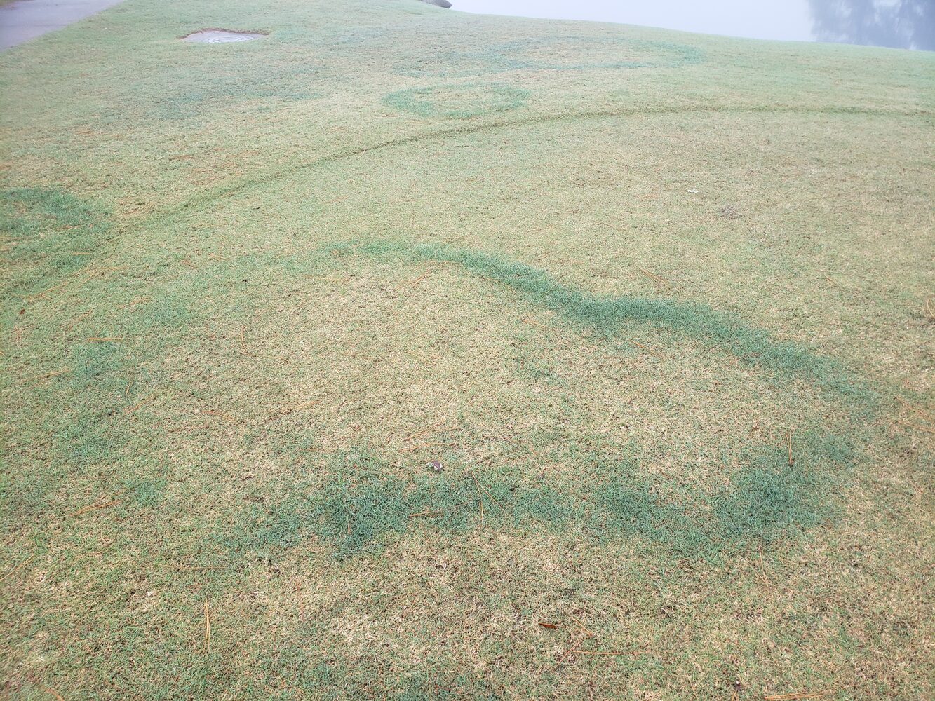 Fairy ring symptoms in turfgrass