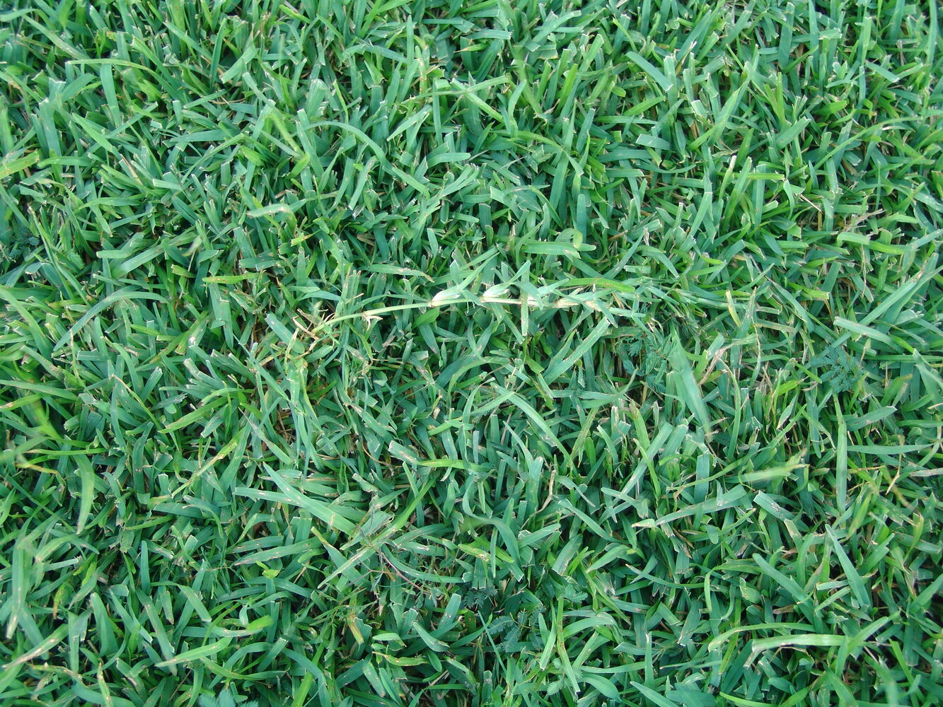 Gray leaf spot symptoms on St. Augustine grass