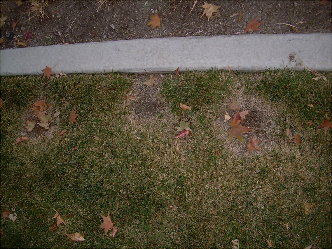 Necrotic ring spot symptoms in Kentucky bluegrass