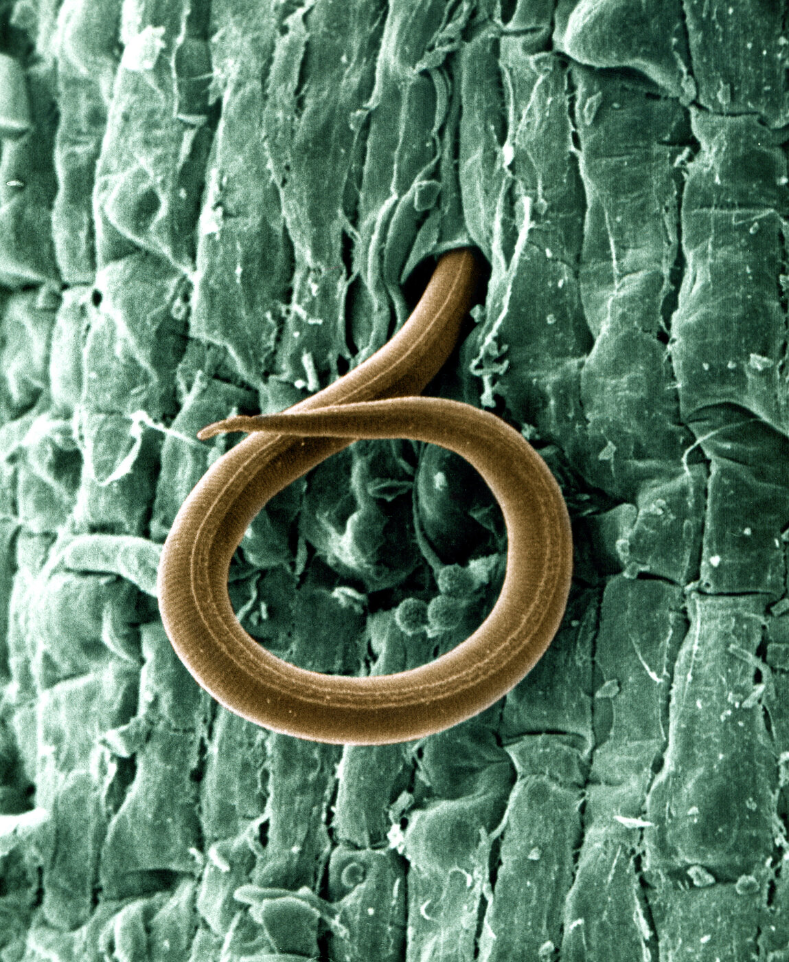Colorized electron micrograph of a root-knot nematode penetrating a root