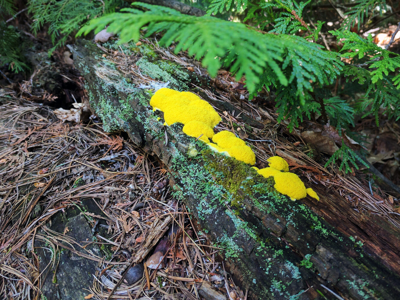 Slime mold growth
