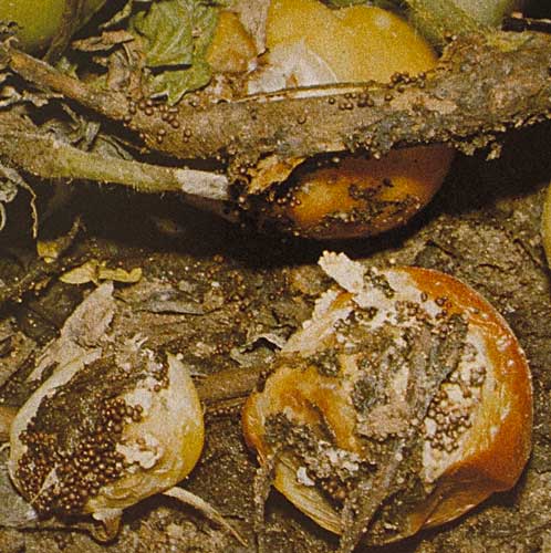 Sclerotia of Athelia rolfsii (Sclerotium rolfsii), the southern blight fungus