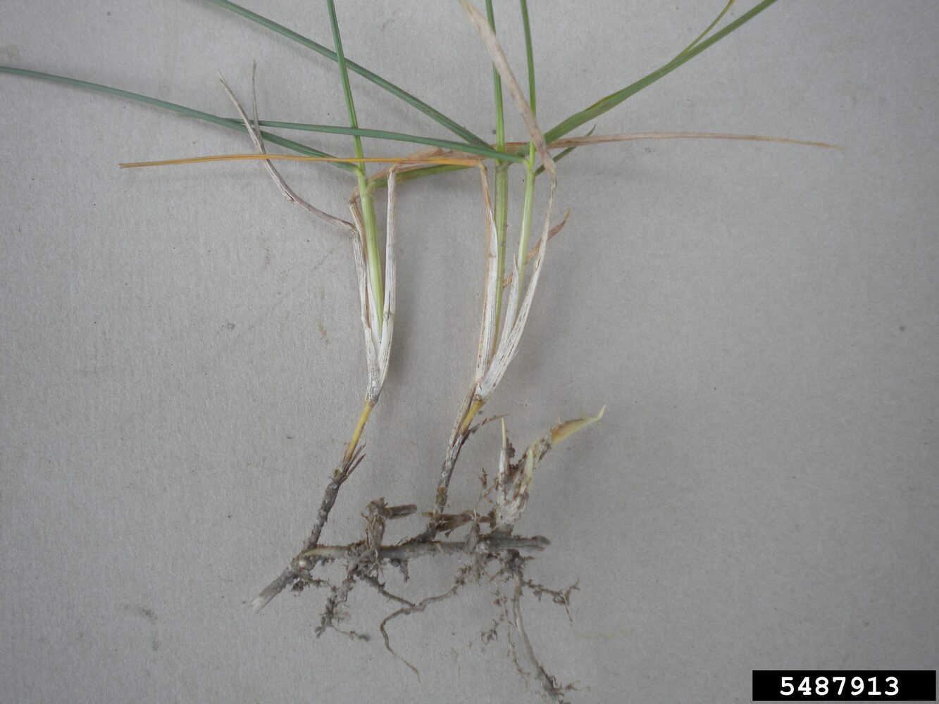 Take-all root rot symptoms on zoysiagrass